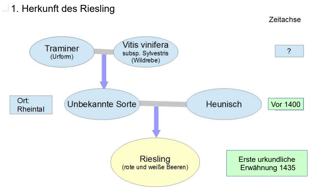 Herkunft_des_Riesling