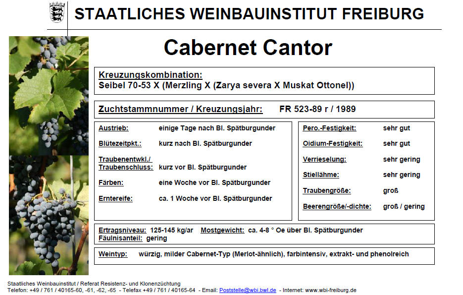 Cabernet Cantor - Freiburg