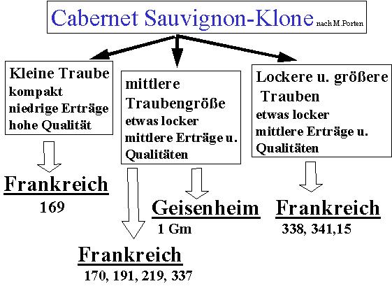 Cabernet Sauvignon - Rebschule Müller