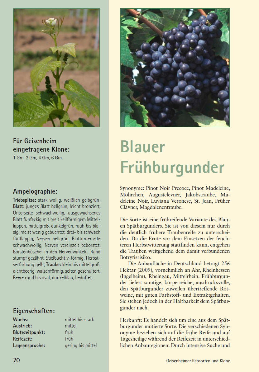Frühburgunder - Rebschule Müller