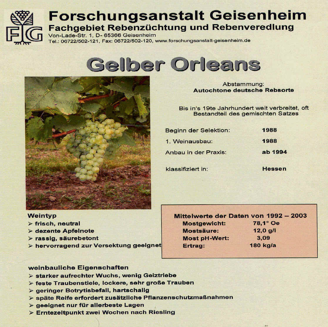 Gelber Orleans - Rebschule Müller