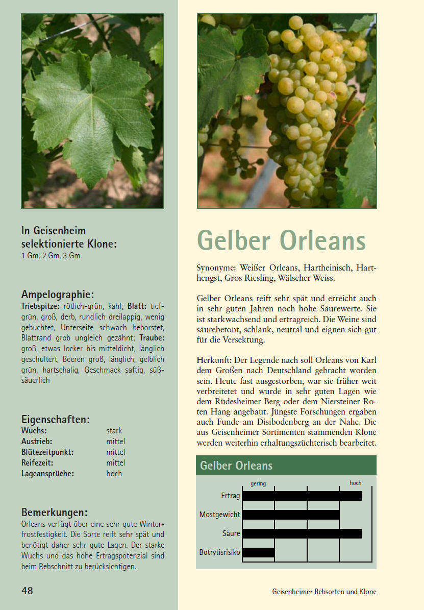 Gelber Orleans - Rebschule Müller