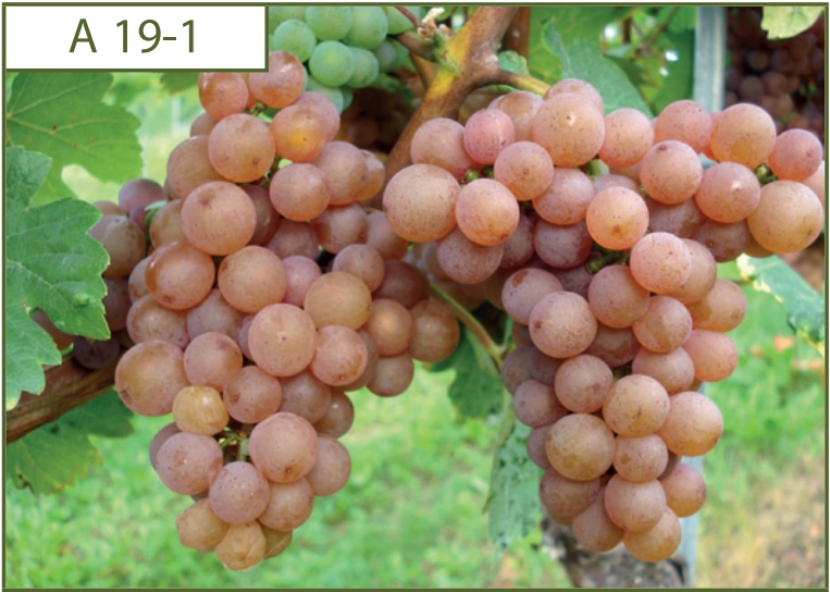 Gewürztraminer A 19-1