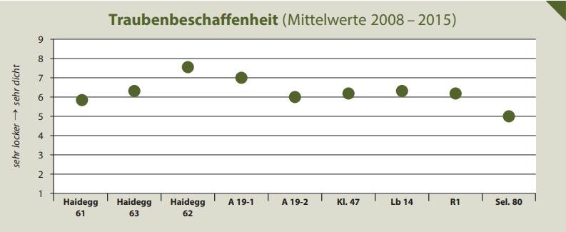 Traubenbeschaffenheit - Rebschule Müller