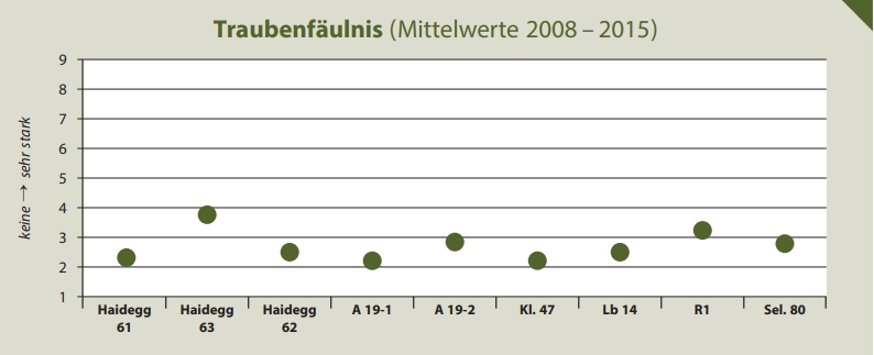 Traubenfäulnis - Rebschule Müller