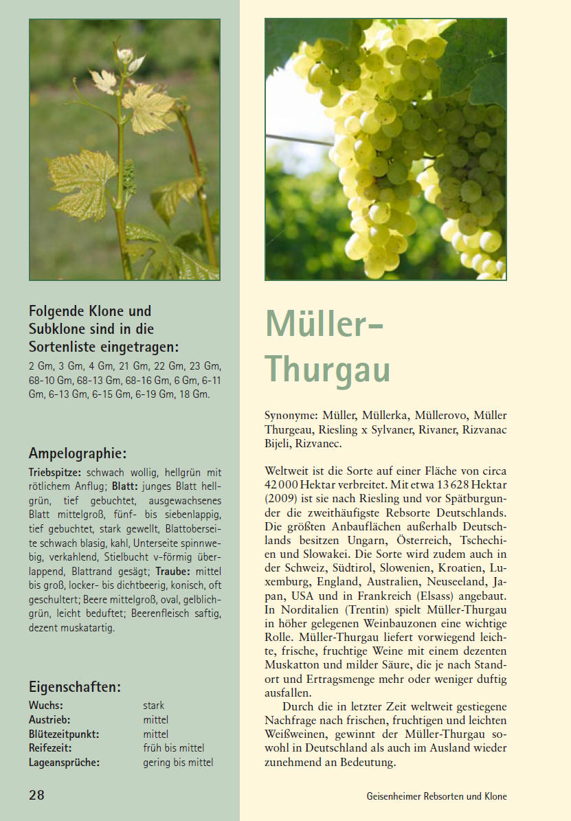 Müller-Thurgau - Geisenheim