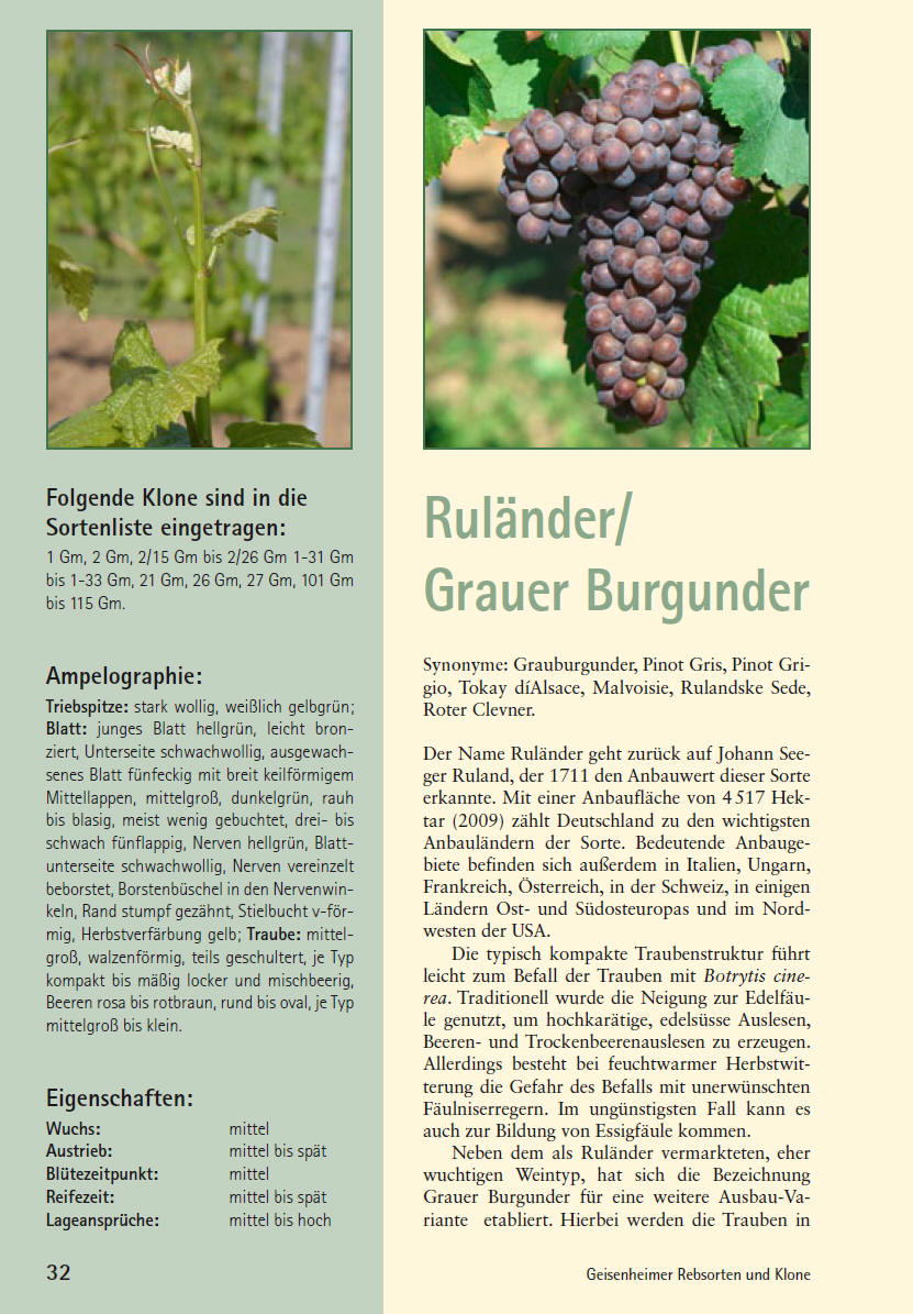 Grauburgunder - Rebschule Müller