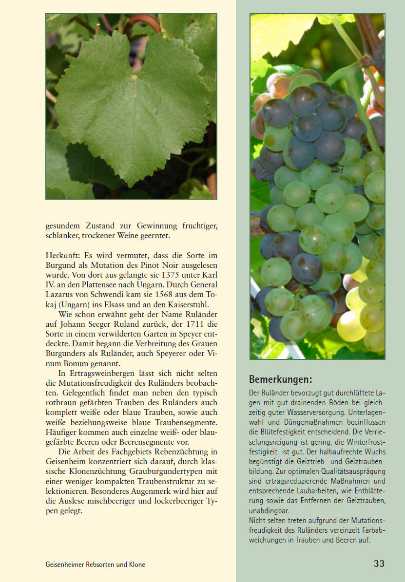 Grauburgunder - Rebschule Müller