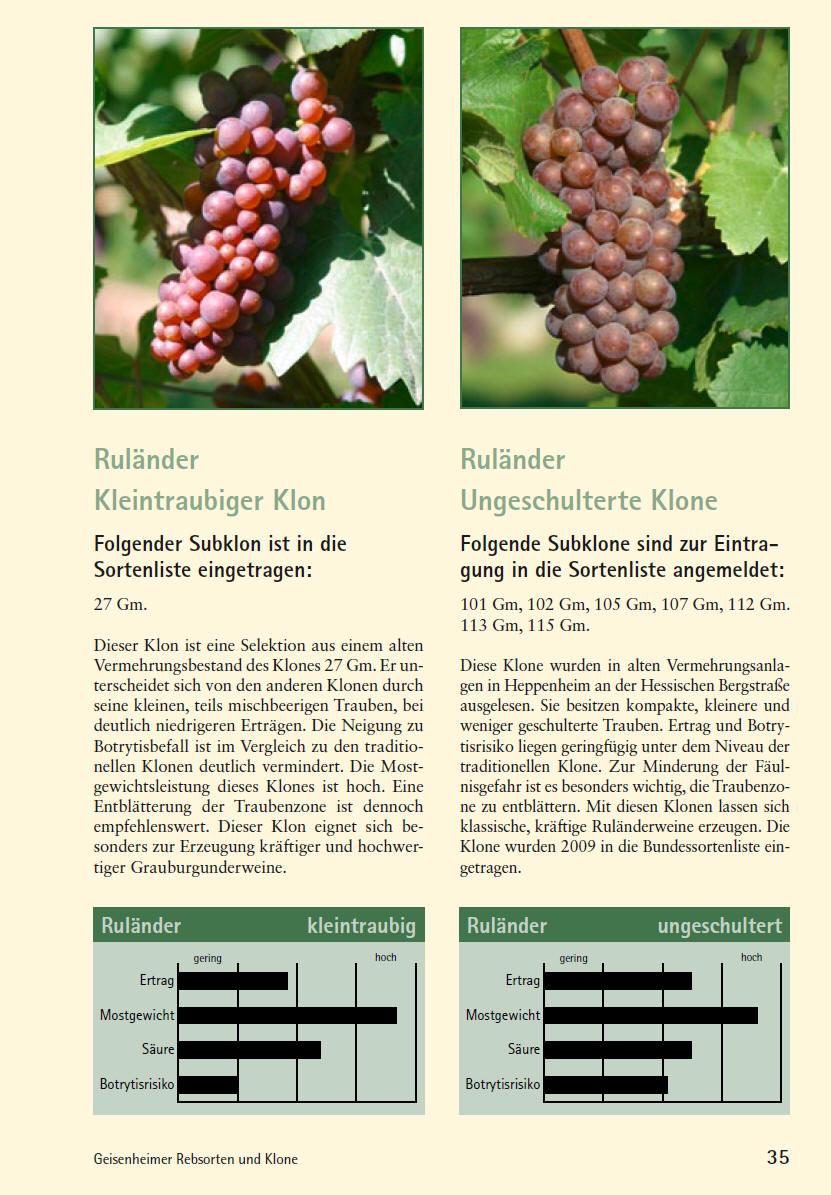 Grauburgunder - Rebschule Müller