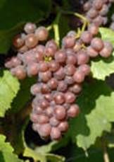 Grauburgunder - Rebschule Müller