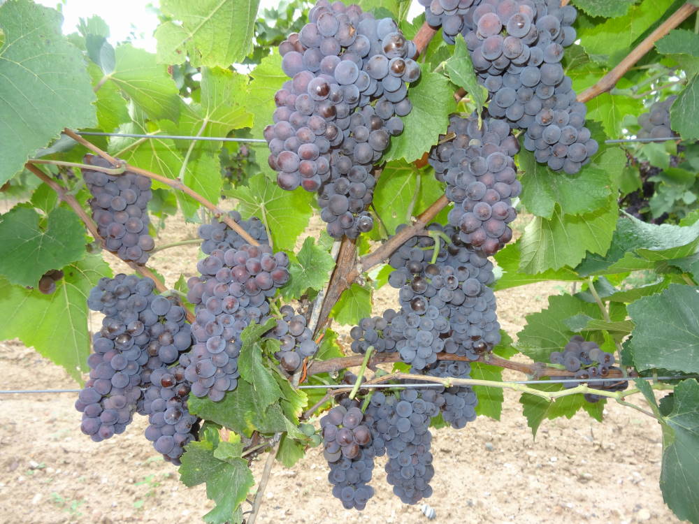 Grauburgunder - Rebschule Müller