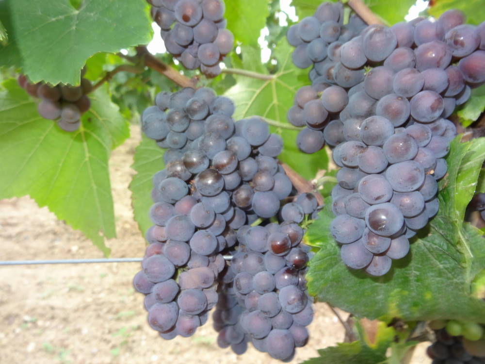 Grauburgunder - Rebschule Müller