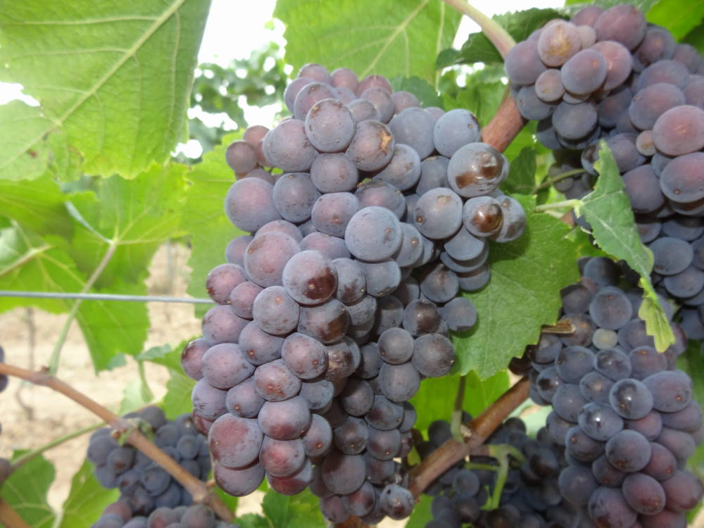 Grauburgunder - Rebschule Müller