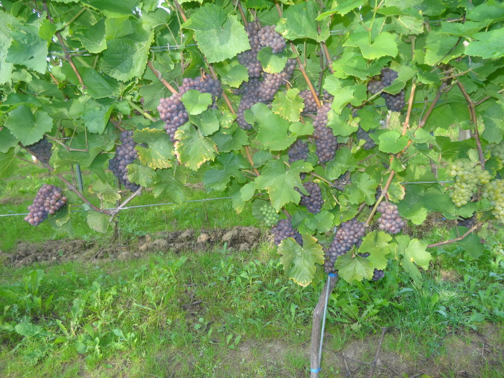 Grauburgunder - Rebschule Müller