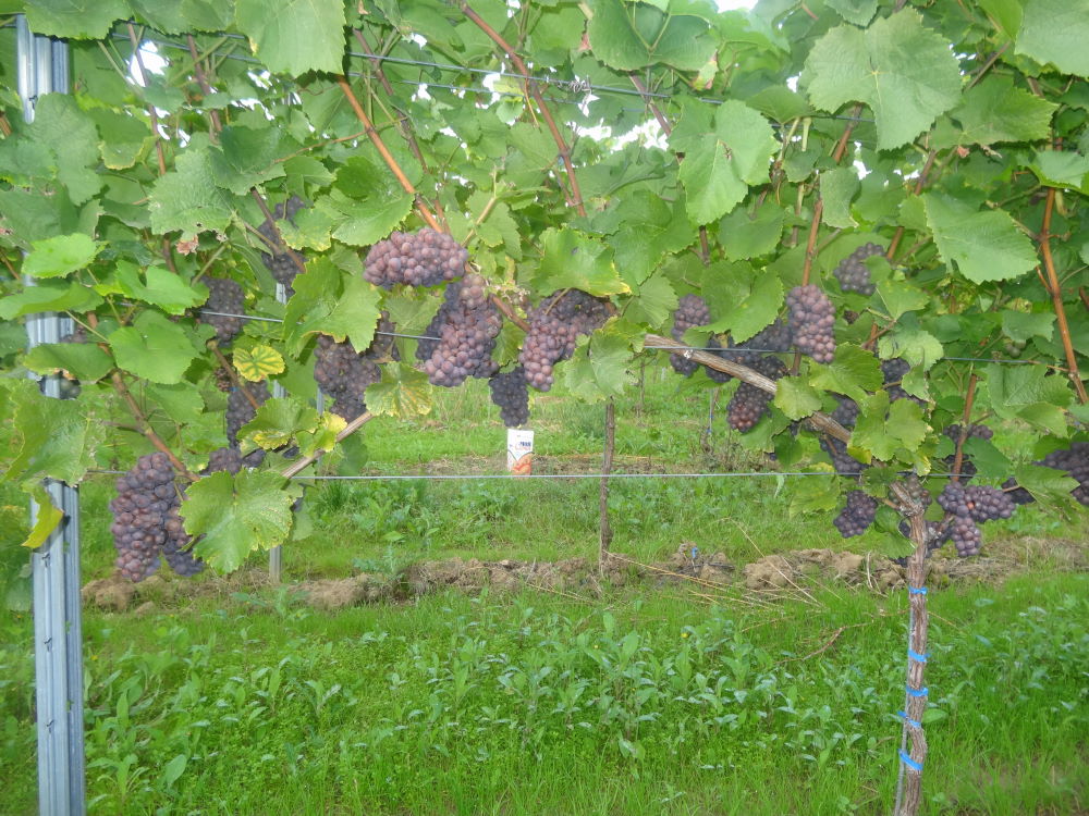 Grauburgunder - Rebschule Müller