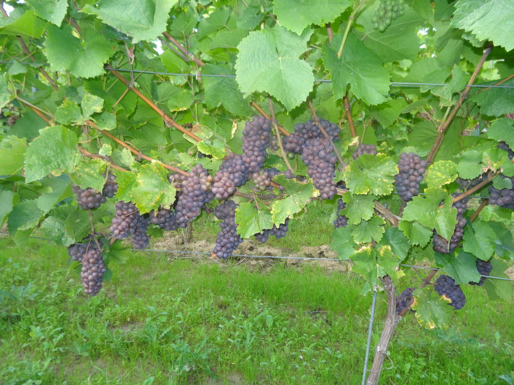 Grauburgunder - Rebschule Müller