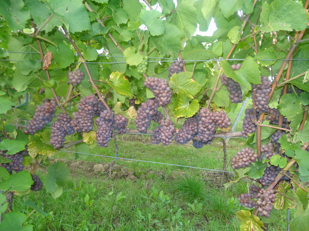 Grauburgunder - Rebschule Müller