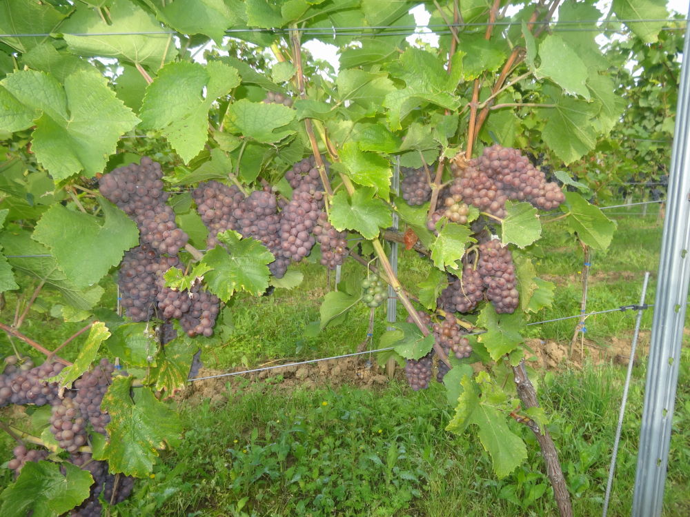 Grauburgunder - Rebschule Müller