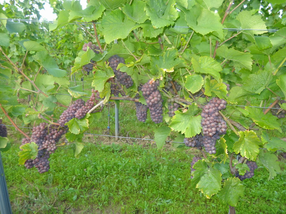 Grauburgunder - Rebschule Müller