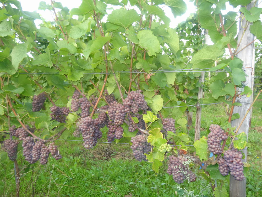 Grauburgunder - Rebschule Müller