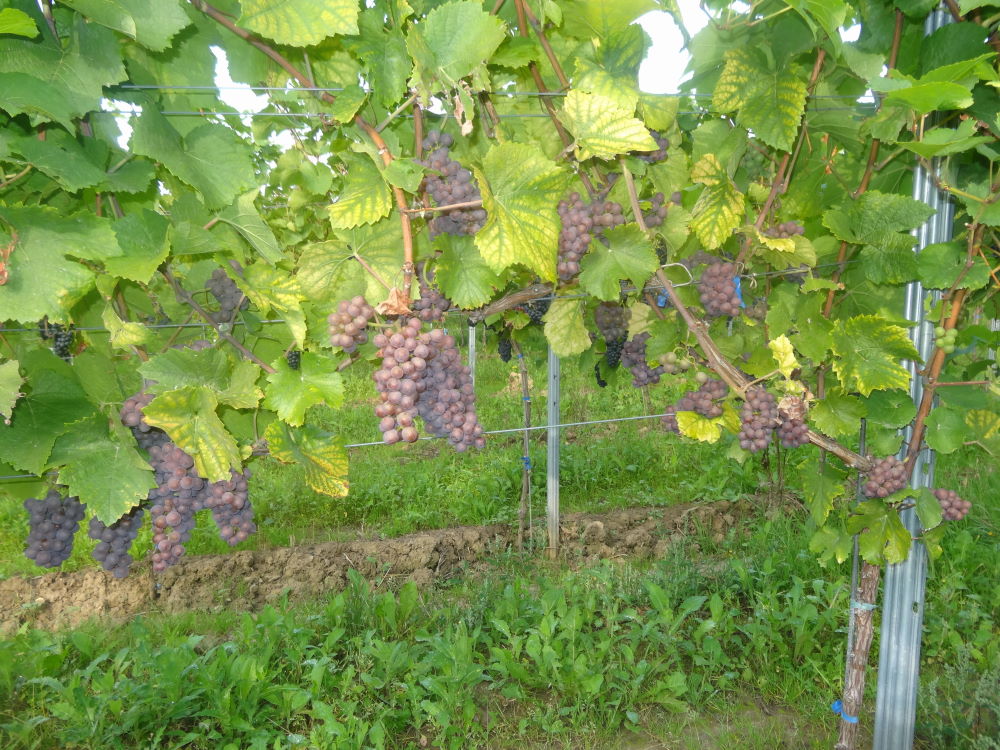 Grauburgunder - Rebschule Müller