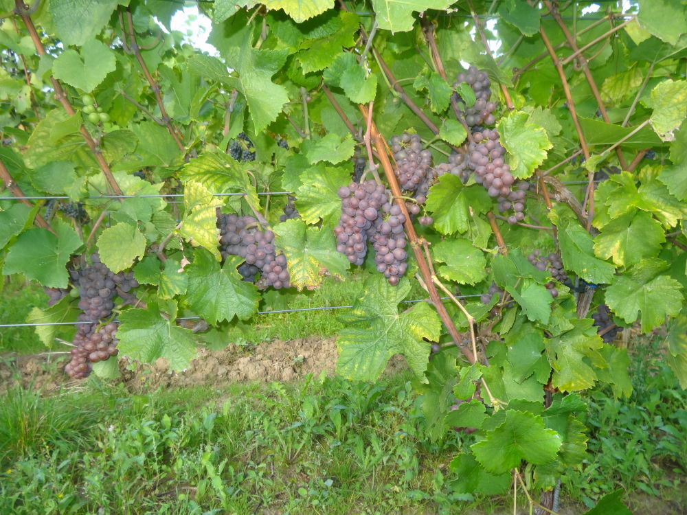 Grauburgunder - Rebschule Müller