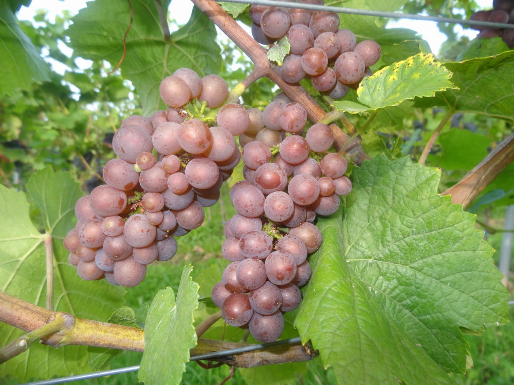 Grauburgunder - Rebschule Müller