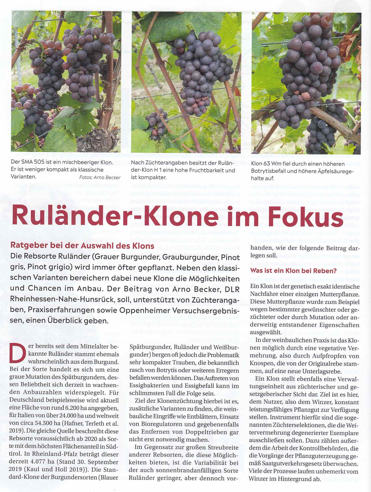 Ruländer Klone - Rebschule Müller