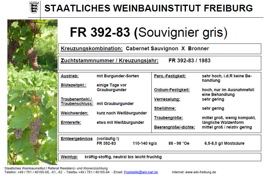 Souvignier Gris - Freiburg